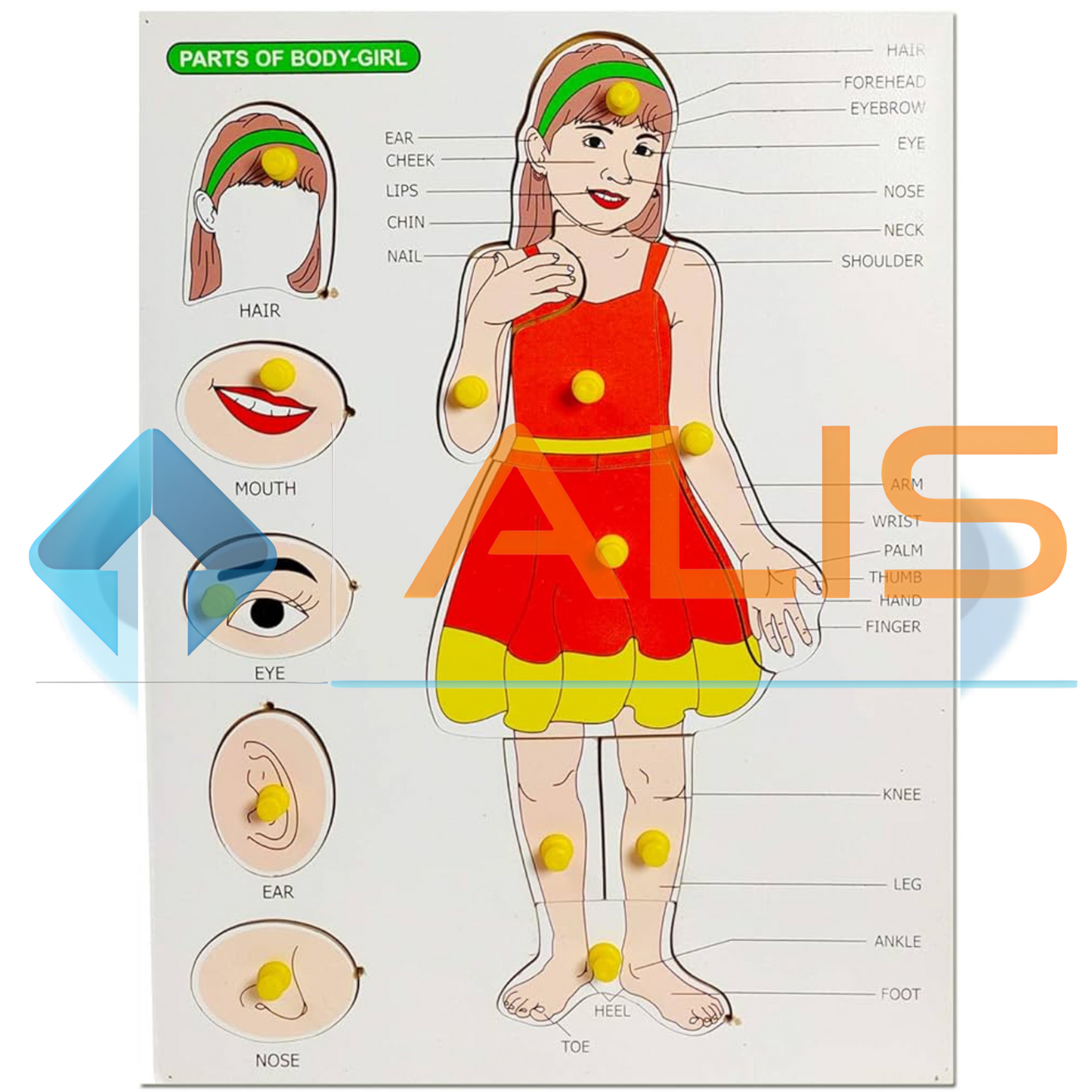 Girl Body Part Puzzle Board